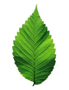 a green leaf on a white background