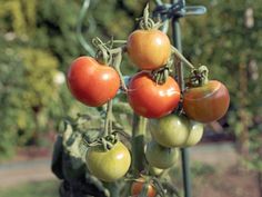 several tomatoes are growing on the vine