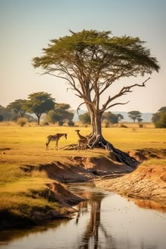 Tall giraffes standing elegantly amidst the landscapes of a safari. Safari Moodboard, Safari Landscape, Savannah Art, Safari Scene, Maharaj Wallpapers, South Africa Safari, African Savannah