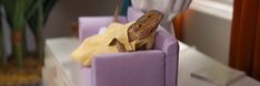 a small lizard is sitting in a purple chair