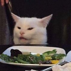 a white cat sitting at a table next to a plate with salad on it and a fork in front of it