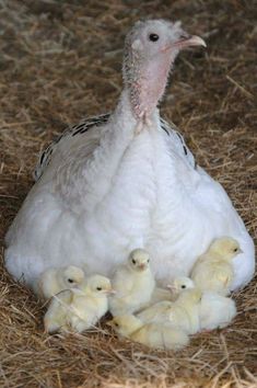 a large white turkey with her chicks in the hay