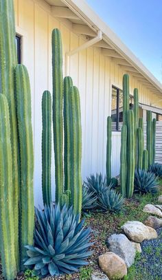 cactus garden with rocks and succulents in front of a house