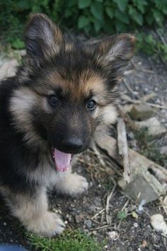 a puppy sitting on the ground with its tongue out