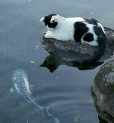 a black and white cat laying on top of a rock next to a body of water