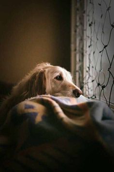 a brown dog laying on top of a bed next to a window covered in a blanket