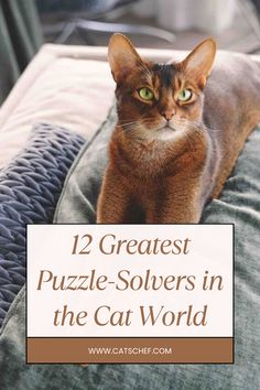 a cat sitting on top of a couch with the caption 12 greatest puzzle solvers in the cat world