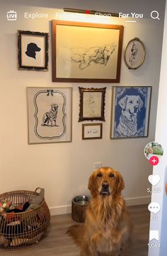 a dog sitting on the floor in front of some pictures