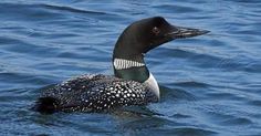 a black and white bird floating on top of water