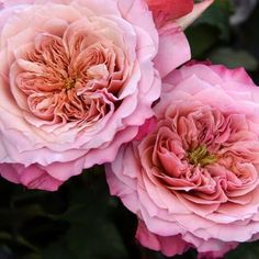 two pink flowers with green leaves in the background