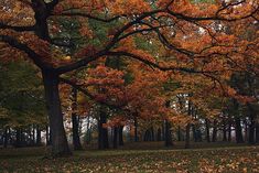 trees with orange and yellow leaves on the ground