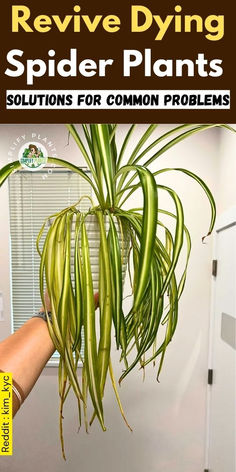 a spider plant hanging from the side of a wall with text overlaying it