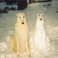 two polar bears sitting in the snow next to each other and looking at the camera