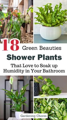 Transform your bathroom into a green paradise with these 18 humidity-loving shower plants! With their lush foliage and air-purifying qualities, these plants not only beautify your space but also promote relaxation. Click now to bring the tranquility of nature into your bathroom! Good Bathroom Plants, Walk In Shower With Plants, Good Shower Plants, Foliage Bathroom, Shower Plants Bathroom, Plants That Love Humidity, Best Shower Plants, Plants In Shower Ideas, Plant Decor Bathroom