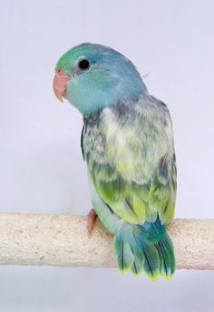 a green and blue bird sitting on top of a branch