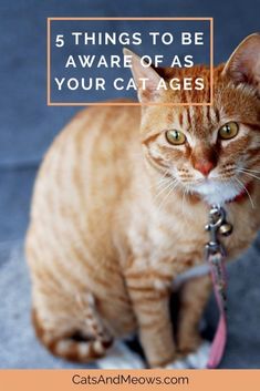 an orange tabby cat on a leash with the words 5 things to be aware of as your cat ages