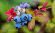 some blueberries are growing on a branch with red and green leaves in the background