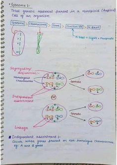 Genome segregation disfunction alleles  hnd written notes by sir Asad mastoi Chromosomes Notes, Genetics Notes, Zoology Notes, Hand Written Notes, Punnett Squares, Written Notes, Biology Facts, Neet Exam