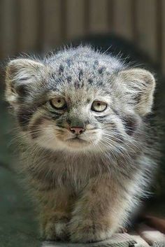 a small gray kitten walking across a cement floor next to a metal object and looking at the camera