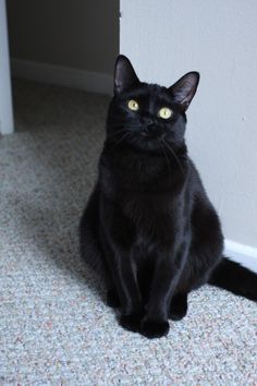 a black cat sitting on the floor next to a wall and looking at the camera