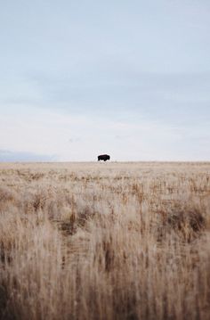 an animal that is standing in the middle of a field with tall grass on it