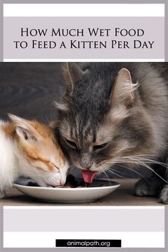 two cats eating food out of a white plate with the caption how much wet food to feed a kitten per day