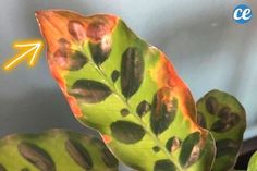 a close up of a green leaf with brown spots and an arrow pointing to the left