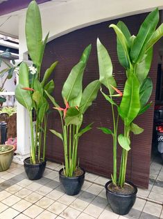 three potted plants in front of a garage door