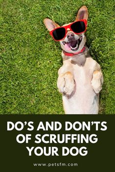 a dog with sunglasses on its head and the words do's and don'ts of scruffing your dog