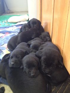 a group of puppies laying on top of each other in front of a door