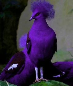 a close up of a bird with blue hair