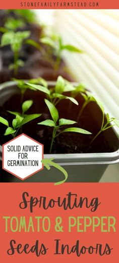 sprouting tomato and pepper seeds indoors with text overlay that reads sold advice for germination