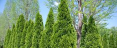 several tall green trees in the middle of a park