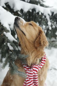 a brown dog wearing a red and white scarf standing next to a pine tree in the snow