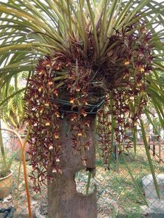 a tree that has some kind of plant growing out of it's trunk,