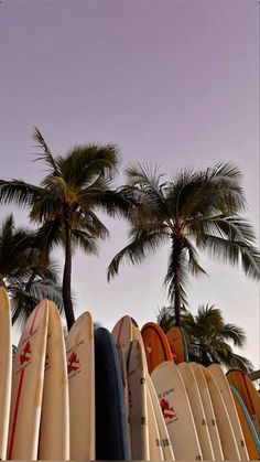 many surfboards are lined up in front of palm trees and the sun is setting