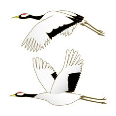 two white birds flying next to each other