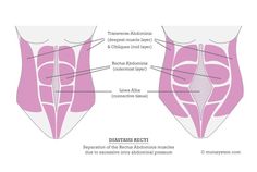 an image of the anatomy of the female body with labels on each side and labeled in red