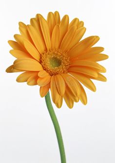 a single yellow flower on a white background