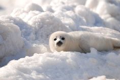 a baby seal is sitting in the snow and looking out from behind some white foam