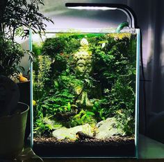 an aquarium with plants in it and a buddha statue on the wall next to it