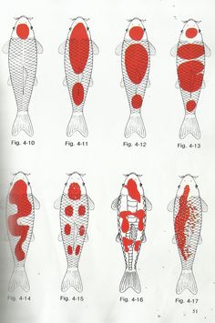 an image of different types of fish with red spots on their body and back legs