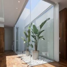 a houseplant in a glass walled room with wood flooring