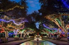 the trees are lit up with christmas lights