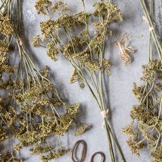 scissors and dried herbs on a table