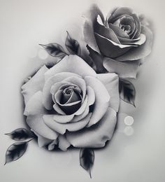 black and white photograph of two roses