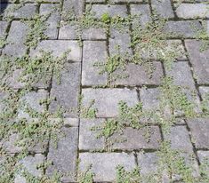 an old brick walkway with green plants growing on the bricks and grass growing all over it