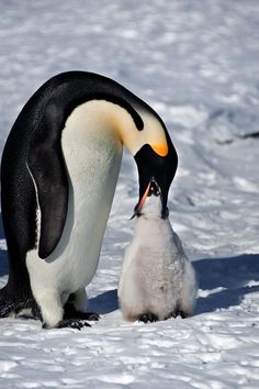 a penguin and its chick are standing in the snow with their heads touching each other