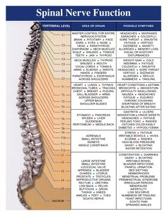 Punkty Spustowe, Spinal Nerve, Diy Kosmetik, Spine Health, Sciatic Nerve Pain, Medical Anatomy, Sciatic Nerve, Spinal Cord, Chiropractic Care