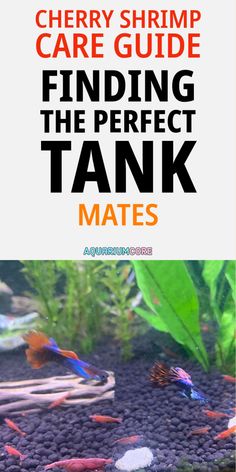 a fish tank with the words finding the perfect tank mates